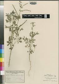Image result for Cleome aculeata