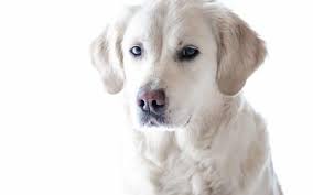 Intact males often pay too much attention to other dogs, as they may be on the lookout for potential mates and rivals. How Will Spaying Change My Dog Anasazi Animal Clinic Vet In Gilbert