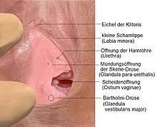 The internal vagina connects the vulva with the cervix and uterus. Scheidenvorhof Wikipedia