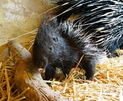 Porcupines are generally benevolent creatures and they do not readily attack animals or people. Porcupine Zooborns
