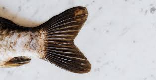 L'expansion des nouveaux variants du coronavirus dans le monde contraint en direct | coronavirus : Covid 19 Les Informations Hri De Ce Lundi 27 Avril Hrimag Hotels Restaurants Et Institutions