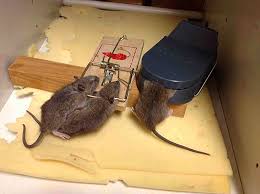 Fenny kangen., dia lalu memelukku dengan erat. Umpan Untuk Tikus Dan Tikus Apa Yang Paling Menyukai Tikus Ini Dan Cara Terbaik Untuk Menangkap Mereka