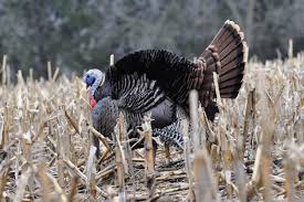 A hundred years ago, turkeys almost disappeared from texas due to unregulated hunting and loss of habitat. 5 Of The Best States For Turkey Hunting