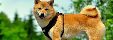 Check spelling or type a new query. Petsmart Easy Walk Harness Off 78 Www Usushimd Com