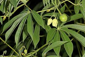 Image result for Manihot grahamii