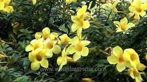 We did not find results for: This Allamanda In India Has Deep Yellow Flowers Youtube