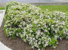 Image result for Hippocratea indica