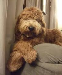 Ckc goldendoodle pup have arrived still have these 2 sweet pups available at reduced price update new pictures and available doodle puppies are 1. Goldendoodle And Labradoodle Puppies In Michigan Quality Puppies Available Labradoodle Puppy Labradoodle Goldendoodle