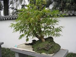 Image result for Acacia burkei