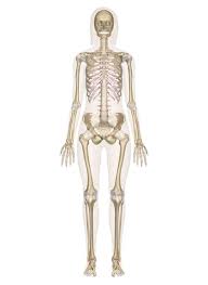 The longest bone in the human body is the femur, which is also called the thigh bone. Skeletal System Labeled Diagrams Of The Human Skeleton