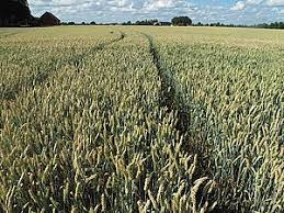 By cultivator/receiver of rent is also agricultural income. Intensive Farming Wikipedia