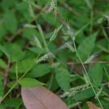 Image result for Oplismenus