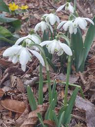 Snowdrops Plants Flowers Garden