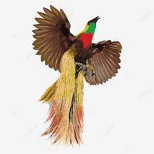 Check spelling or type a new query. Gambar Gambar Vektor Burung Surga Dengan Latar Belakang Putih Burung Cendrawasih Kreatif Identitas Png Dan Vektor Dengan Latar Belakang Transparan Untuk Unduh Gratis