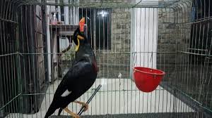 Mengenal Beo Nias, Fauna Endemik di Sumut yang Pandai Bicara