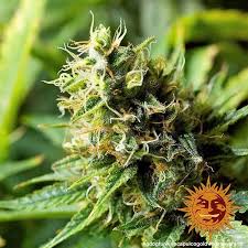 Ask questions, and view answers from other smokers and growers. Acapulco Gold Cannabis Seeds Barneys Farm