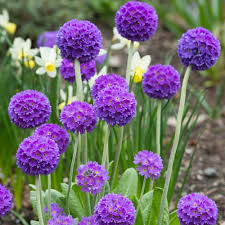 Birds of paradise also known as crane flowers is known for its distant exotic look. Primula Denticulata Blue J Parker Dutch Bulbs