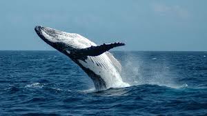 Image result for whale