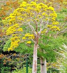 Image result for Delonix