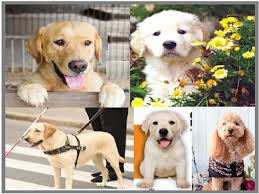 August 26th has been declared as the day to celebrate man's best friend. International Dog Day 2020 Date Quotes Wishes Messages History Significance And More