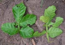 Image result for Paullinia pinnata