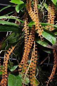 Image result for Chamaeangis