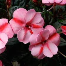 Image result for Impatiens salpinx