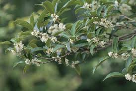 We did not find results for: Does Nandina Kill Birds Southern Living