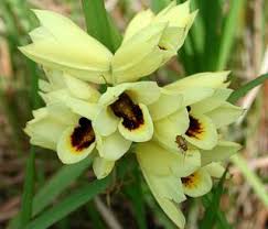 Image result for Disa welwitschii