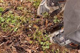 How To Get Rid Of Ground Moles With Dawn Soap Hunker Mole Removal Yard Lawn And Garden Garden Animals