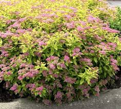 Image result for Spiraea bumalda