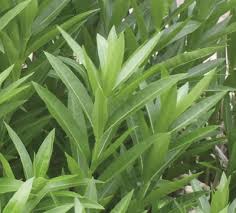 If your dog eats some almonds, first consider how many they ate and the size of the dog. Nmsu Oleander Poisoning Of Horses