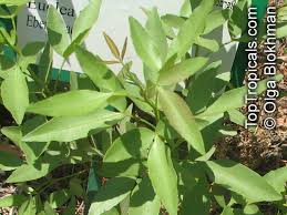 Image result for Euclea