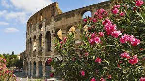 Check spelling or type a new query. Some Beautiful Flowers In Italy Cgtn