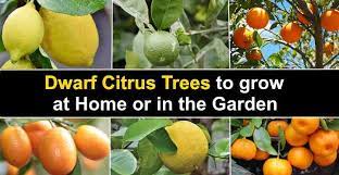 That's because not only is it a real treat to grow your own citrus fruit, but the trees are easy to care for too! Dwarf Citrus Caring For Dwarf Lemon Orange Lime And More Trees