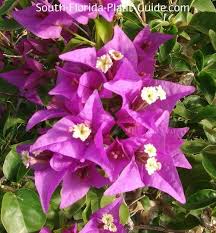 Wine & roses reblooming weigela (florida) live shrub, pink flowers and dark purple foliage. Bougainvillea Flowers With Purple Flower Bracts Plant Lighting Plants Container Flowers
