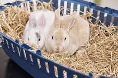How to Keep Your Rabbit Warm in Winter | Pets
