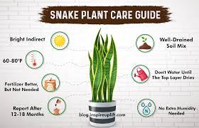 This guide will tell you how to water a sansevieria; Point Wise Guide For The Easy To Grow Sansevieria Houseplant