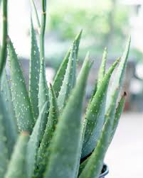 Image result for Allophylus tanzaniensis