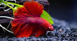 Betta Fish Care Tips To Keep Your Fish Alive Zenaquaria