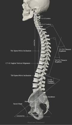 Spinal alignment and joint mechanics, AI generated