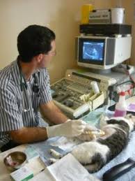Your kitty's at the vet's, hiding in the corner while the scary doctor is talking. Ultrasound Halifax Vet Centre