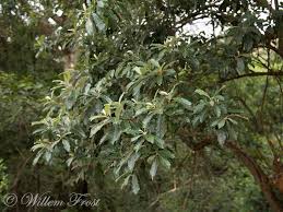 Image result for Brachylaena discolor