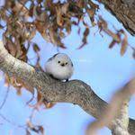 birds おしゃれまとめの人気アイデア pinterest dc シマエナガ 可愛い鳥 鳥 かわいい