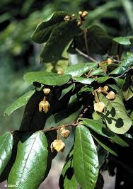 Image result for Uvaria acuminata