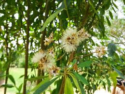 Image result for Vernonia amygdalina