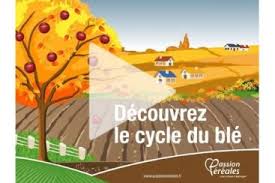 Cycle Du Ble Ble Ecole Cereales