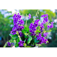 Image result for Duranta erecta