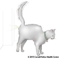 We did not find results for: Feline Behavior Problems House Soiling Cornell University College Of Veterinary Medicine