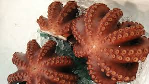 Después de descongelar los ejemplares que va a cocinar los mete en una hormigonera y. Las Mejores Formas De Cocer Un Pulpo